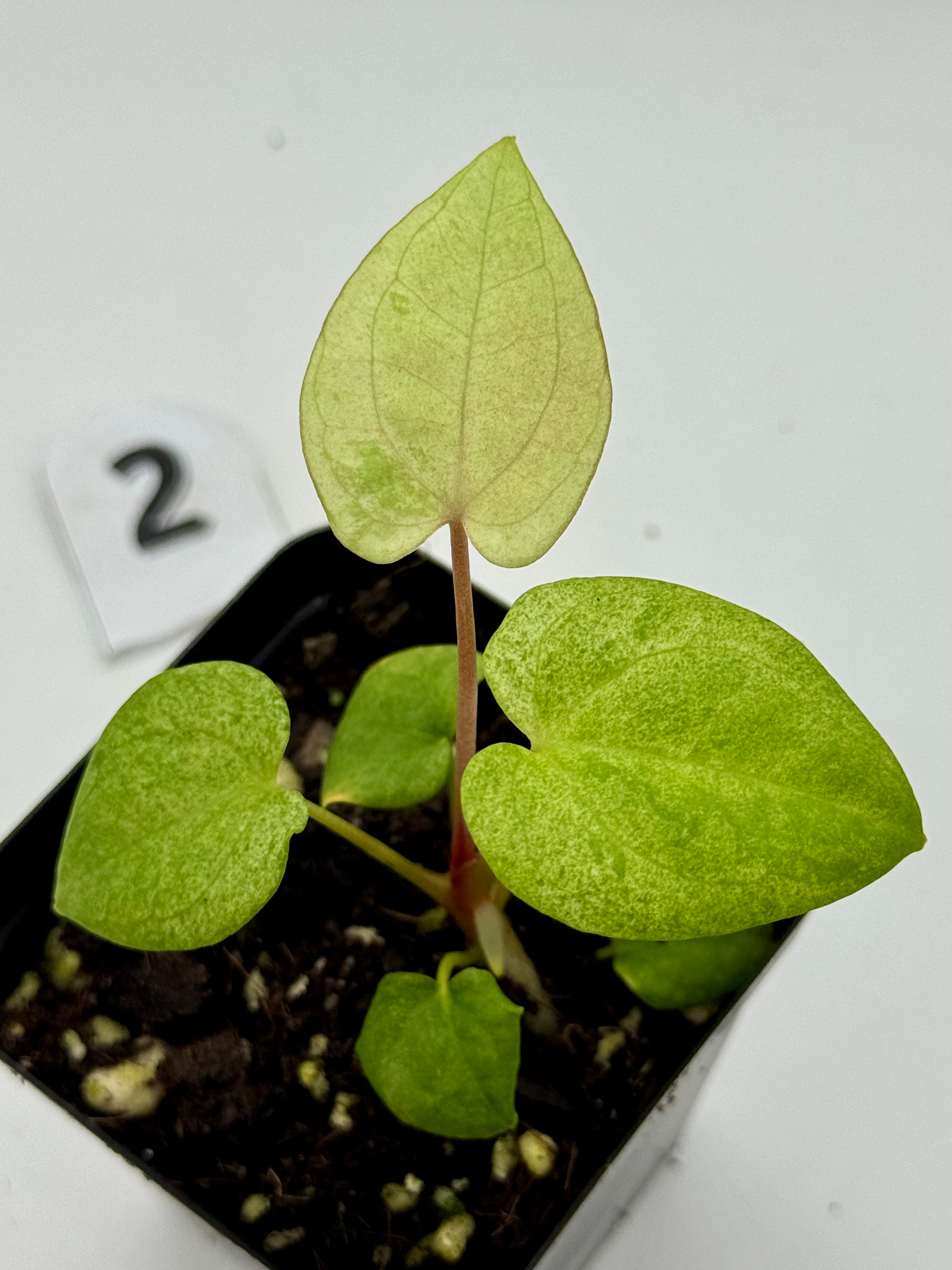 Anthurium Dark Phoenix Mint Variegated in 70mm