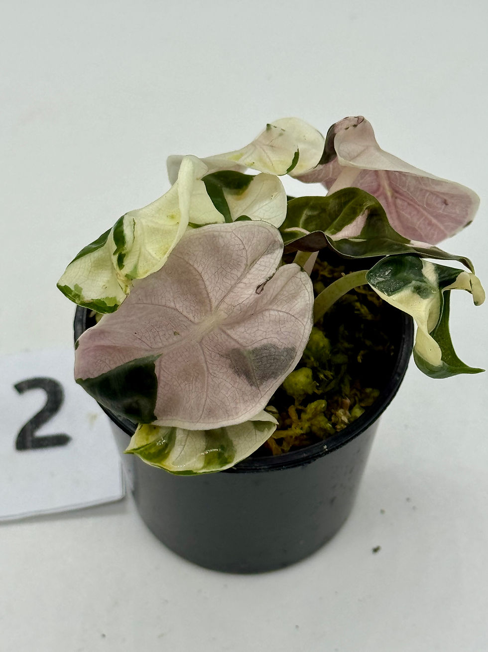Thumbnail: Alocasia Heart Balloon Pink Variegated 💕