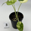 Thumbnail: Alocasia Dragon Scale Albo + Aurea Variegated 