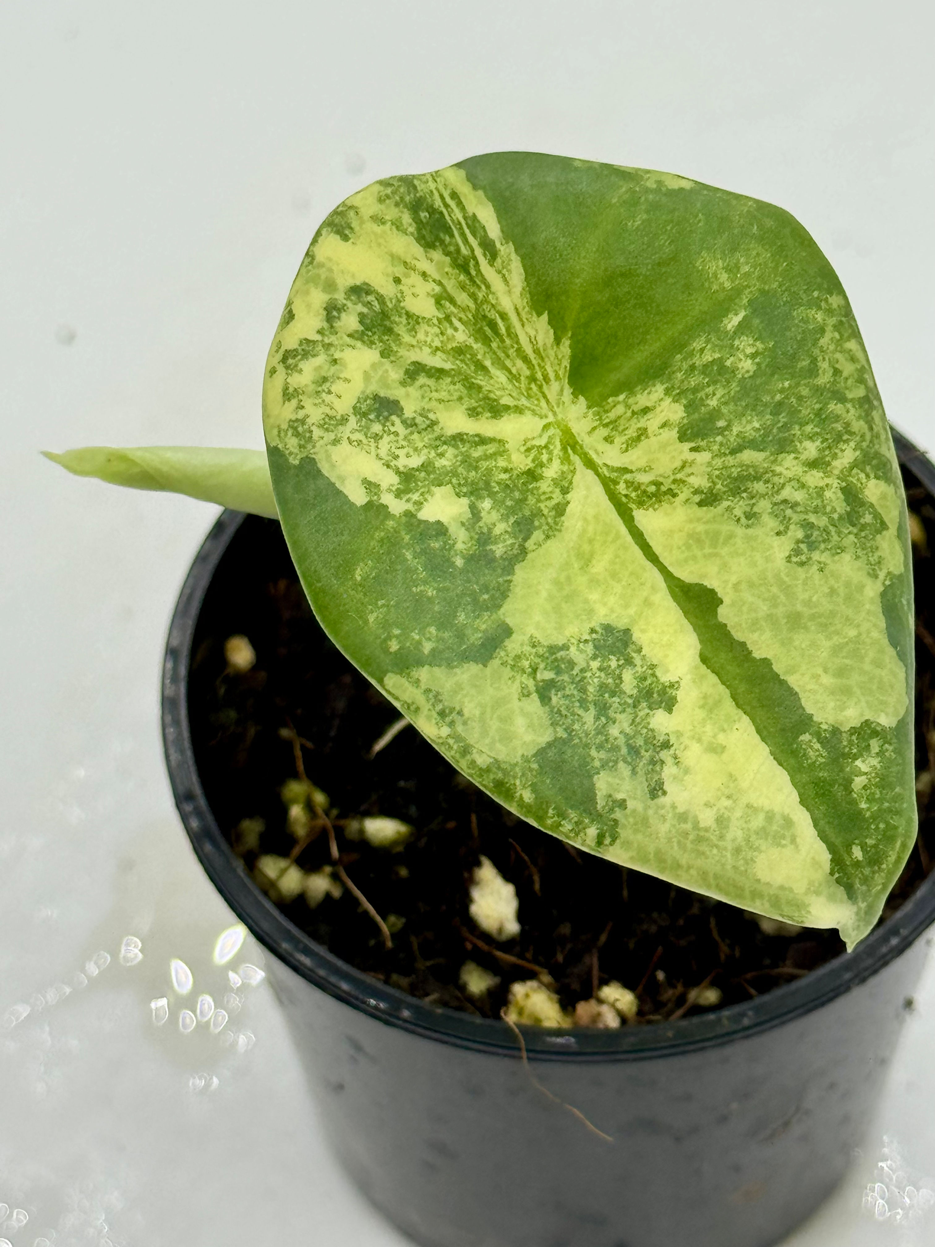 Alocasia Silver Nebula Aurea Variegated