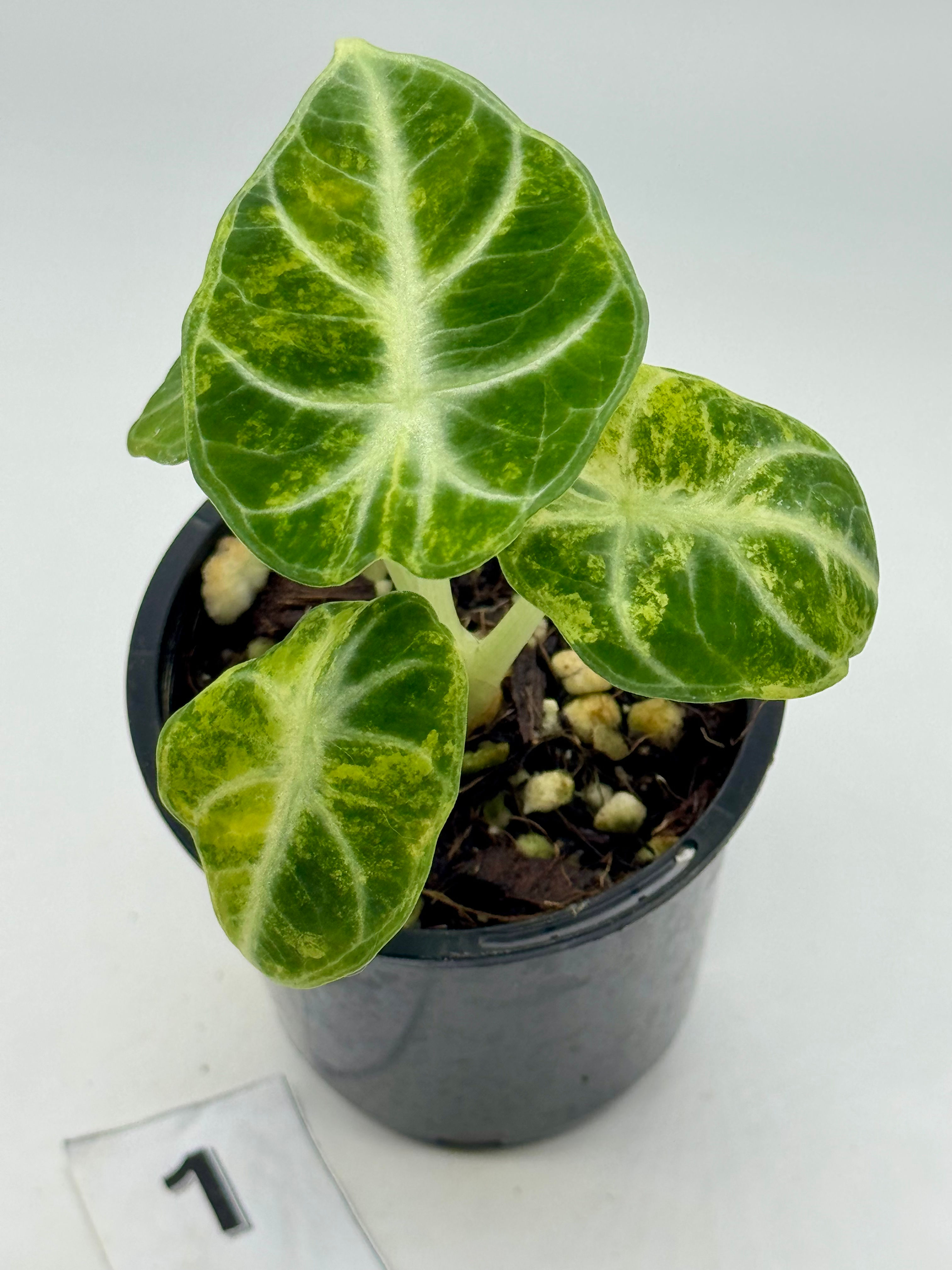 Alocasia Ninja Aurea Variegated in 70mm