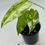 Thumbnail: Alocasia Pink Dragon Albo Variegated in 70mm 