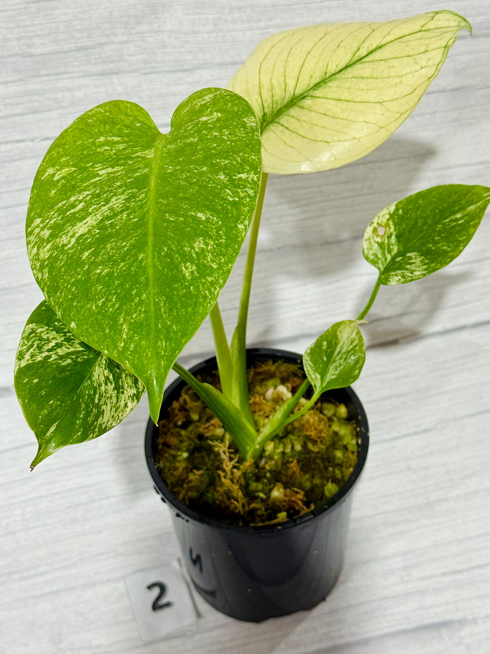 Thumbnail: Monstera White Monster in 100mm