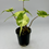 Thumbnail: Alocasia Stingray Aurea Variegated 