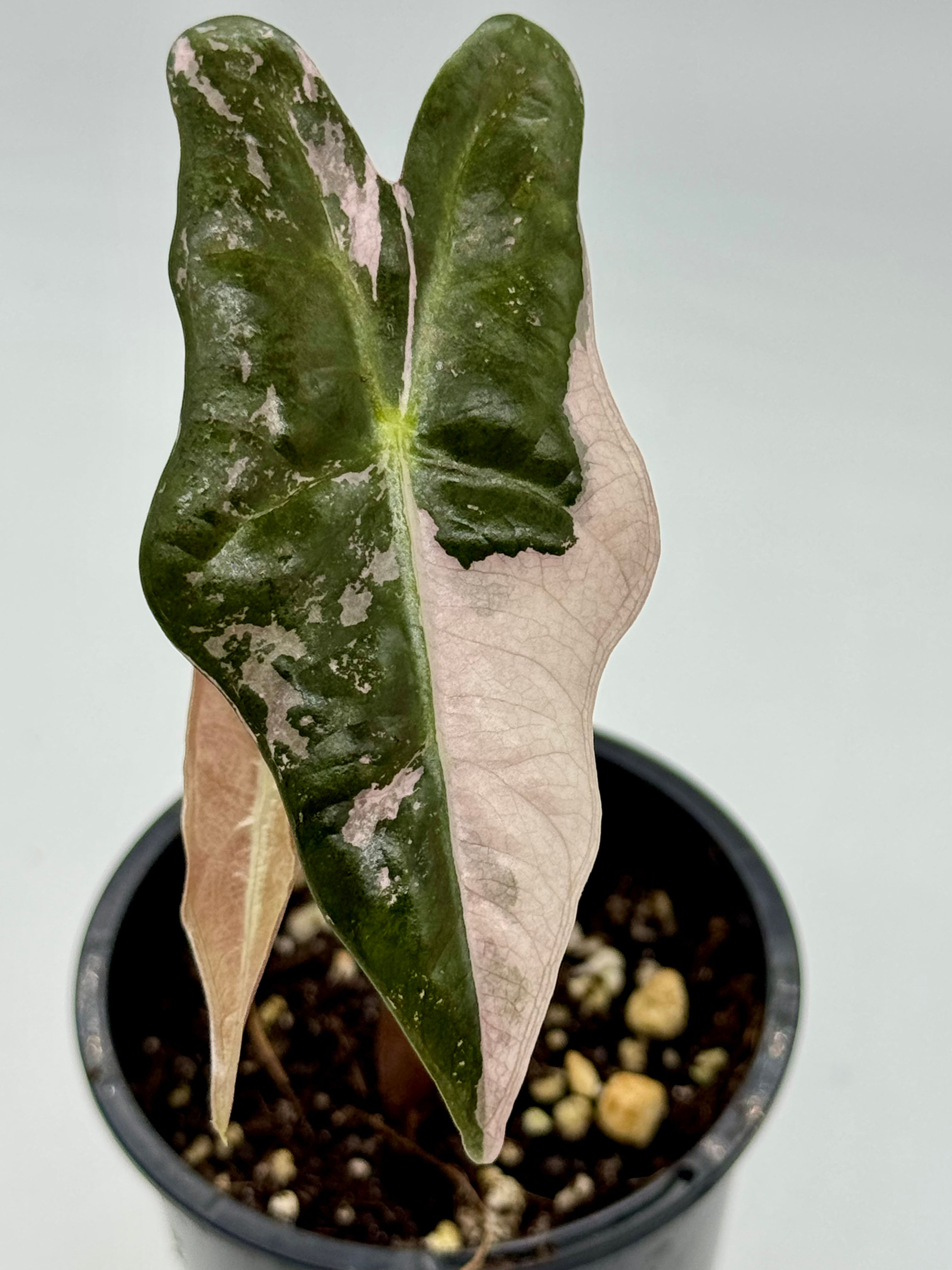 Alocasia Sanderiana Nobilis Pink Variegated