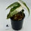 Thumbnail: Alocasia Amazonica Pink-Albo Variegated 