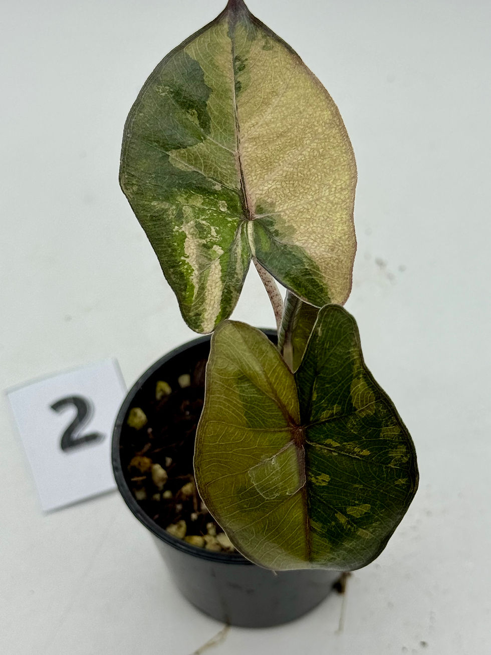 Thumbnail: Alocasia Yucatan Princess  Variegated 
