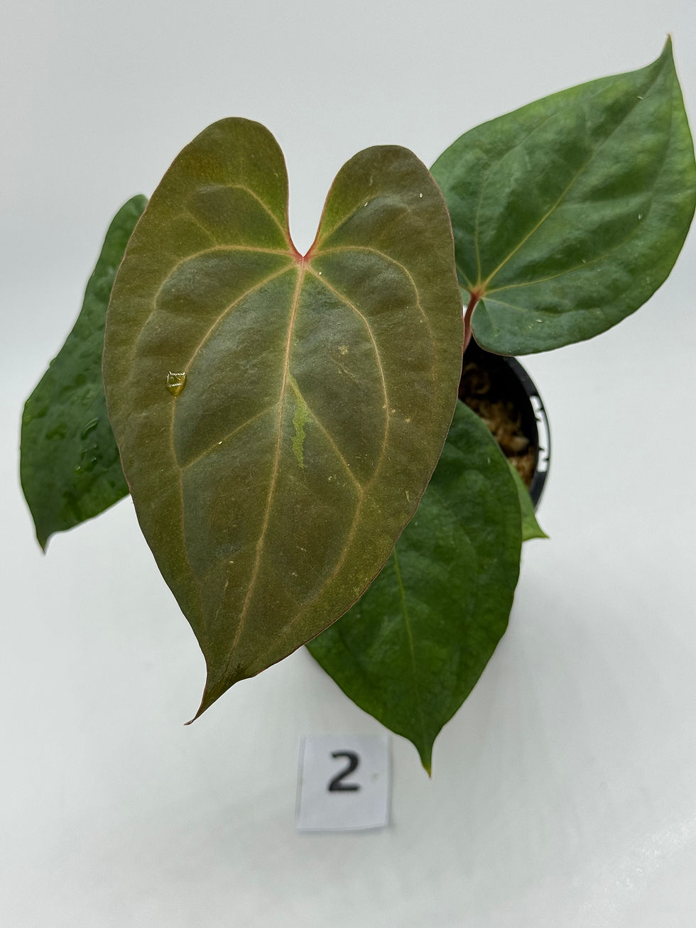 Thumbnail: Anthurium Red Dark Phoenix in 100mm 