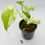 Thumbnail: Monstera Large Form “White Monster”