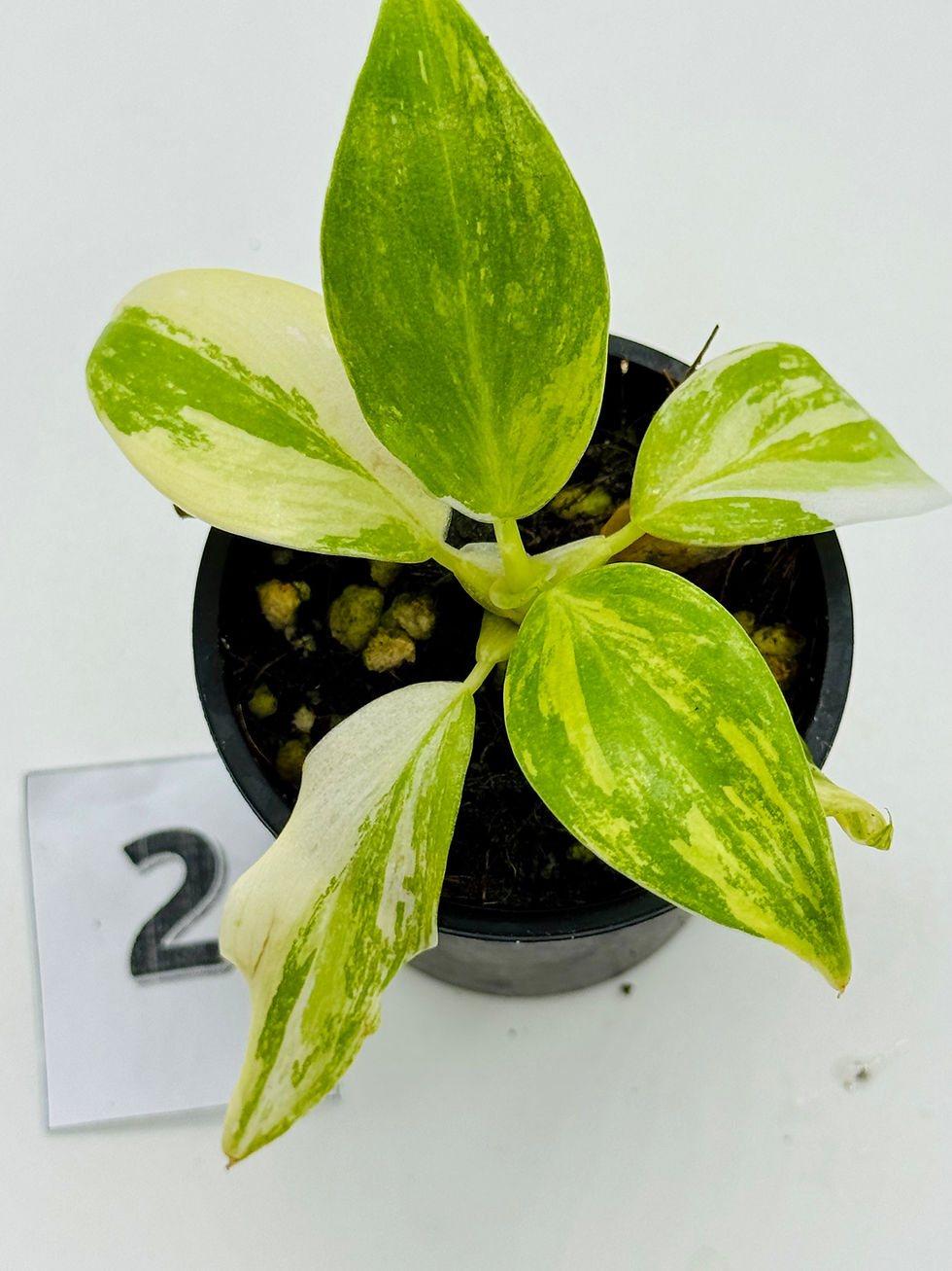 Thumbnail: Philodendron White Wizzard Aurea-Tricolour Variegated 