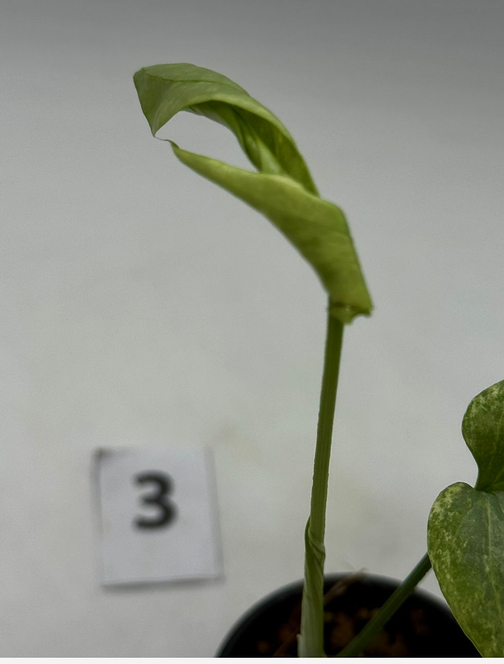 Thumbnail: Amydrium Medium Silver /Blue Variegated 