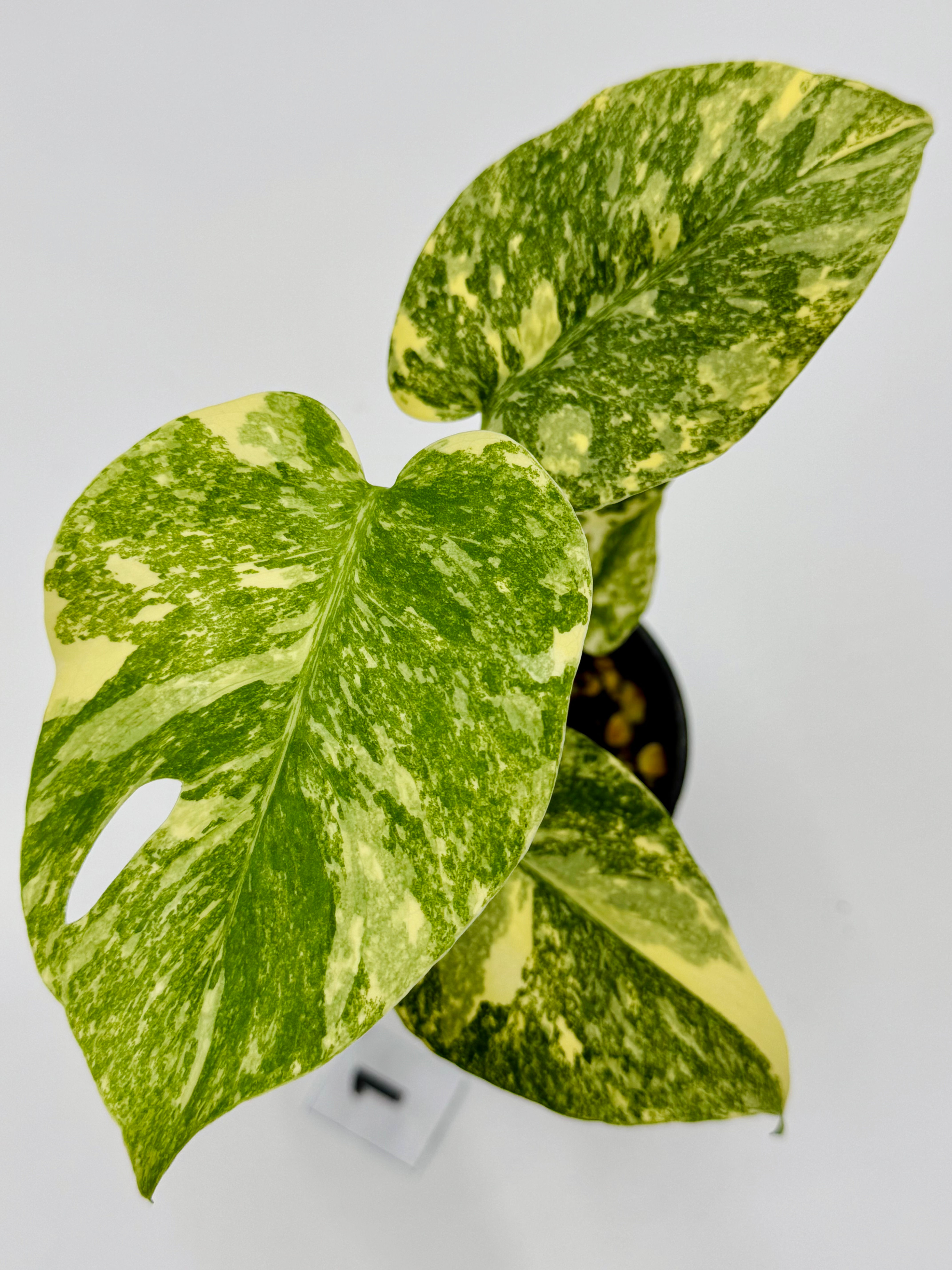 Monstera Large Form “Green Snow “ in 100mm #1