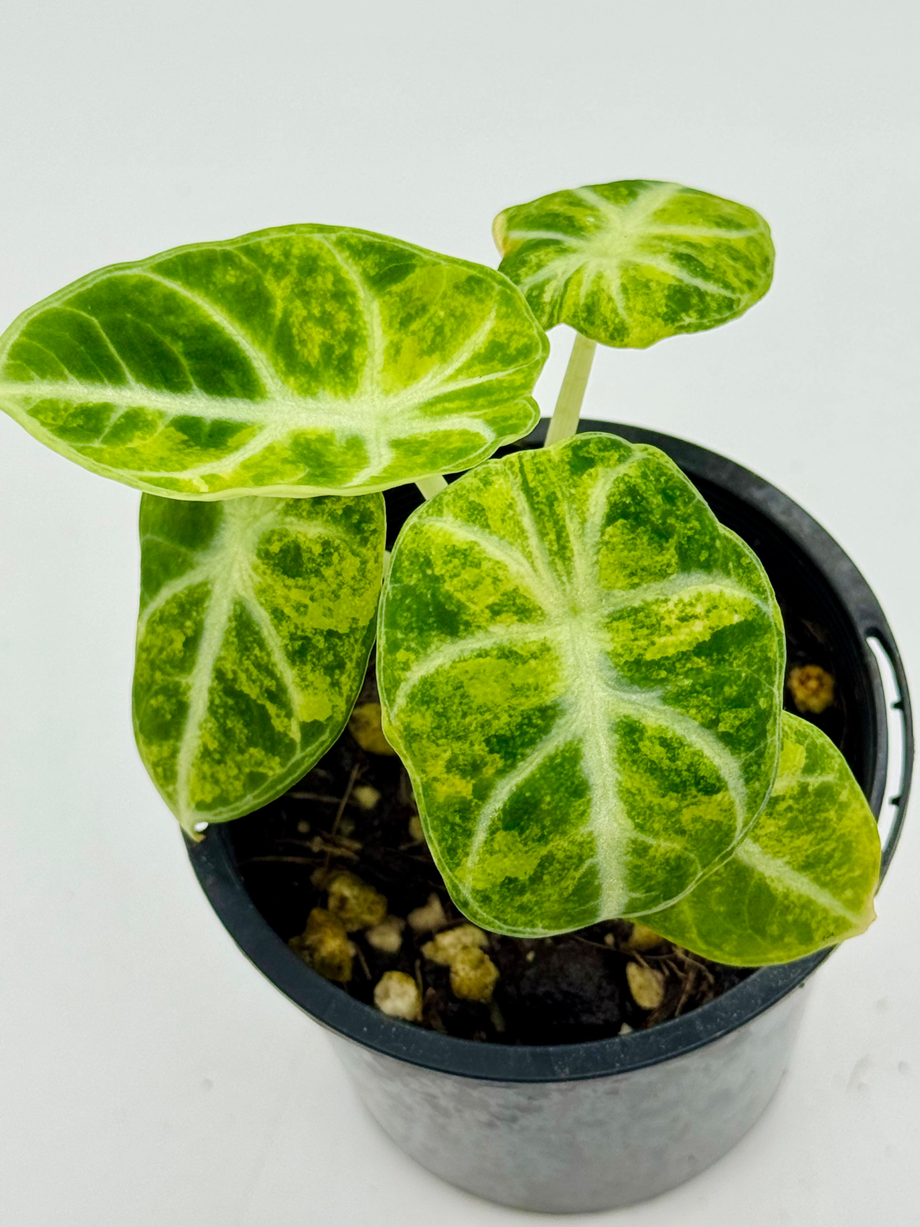 Alocasia Ninja Aurea Variegated in 70mm
