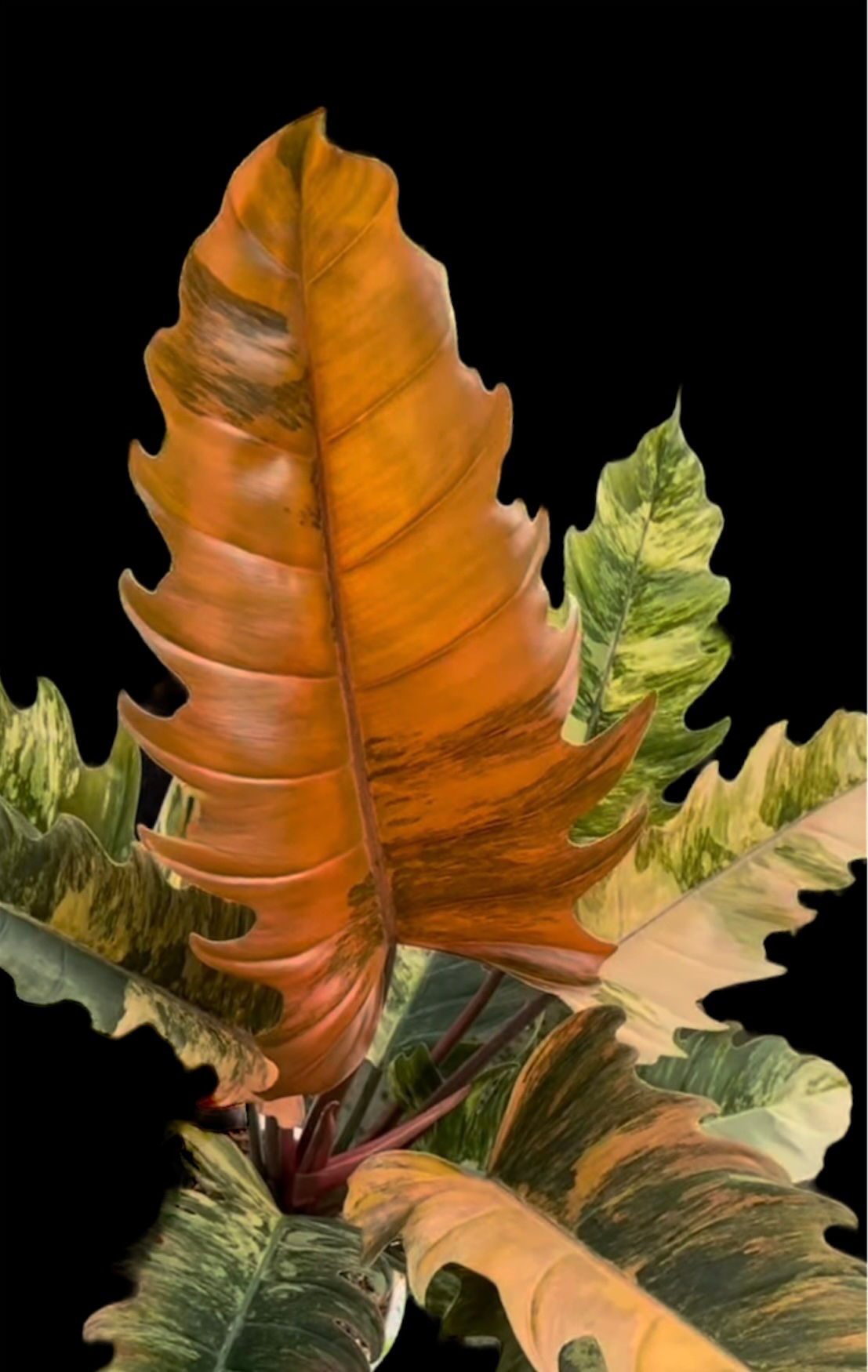 Philodendron Caramel Marble Variegated