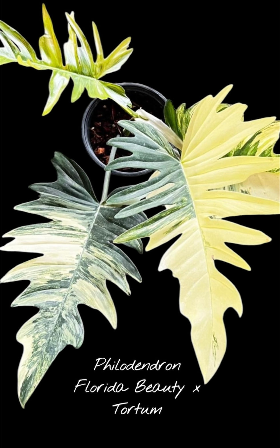 Philodendron Florida Beauty x Tortum Variegated