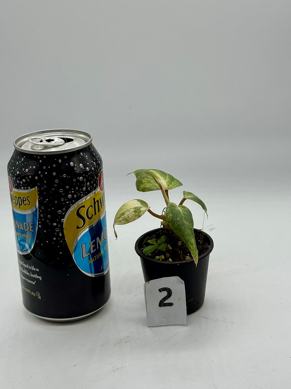 Thumbnail: Philodendron Gloriosum Variegated #2