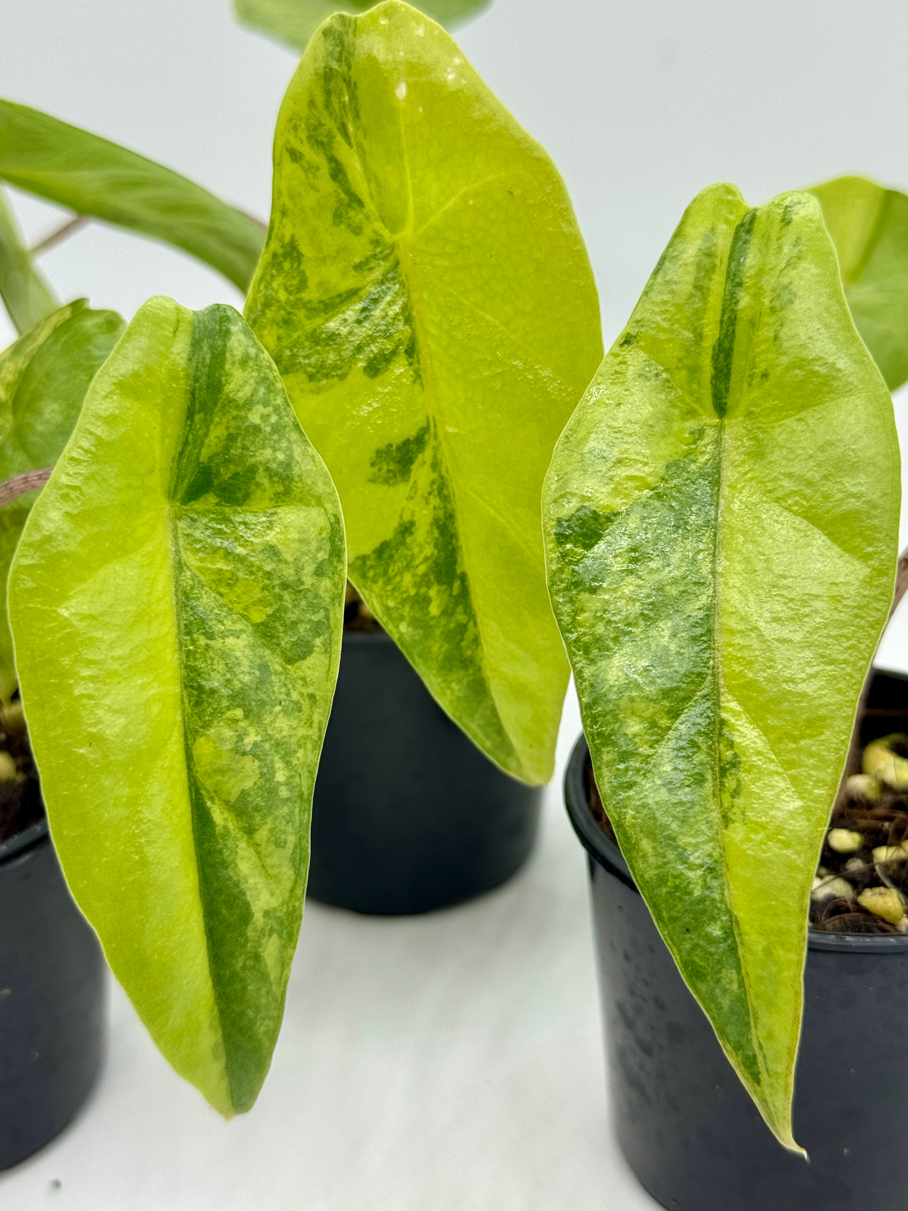 Alocasia Heterophylla Metallic Blue Aurea Variegated 