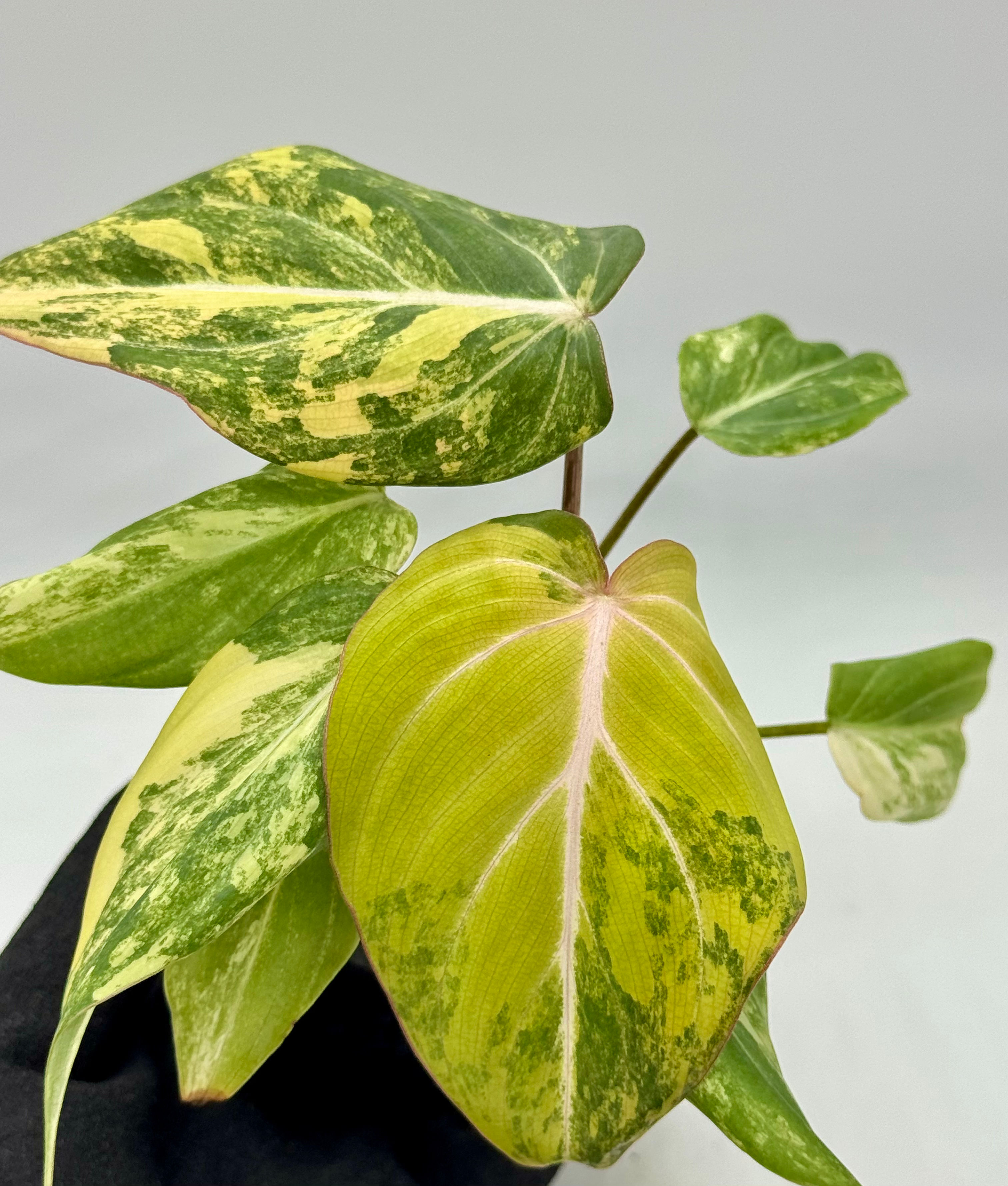 Philodendron Gloriosum Variegated in 70mm