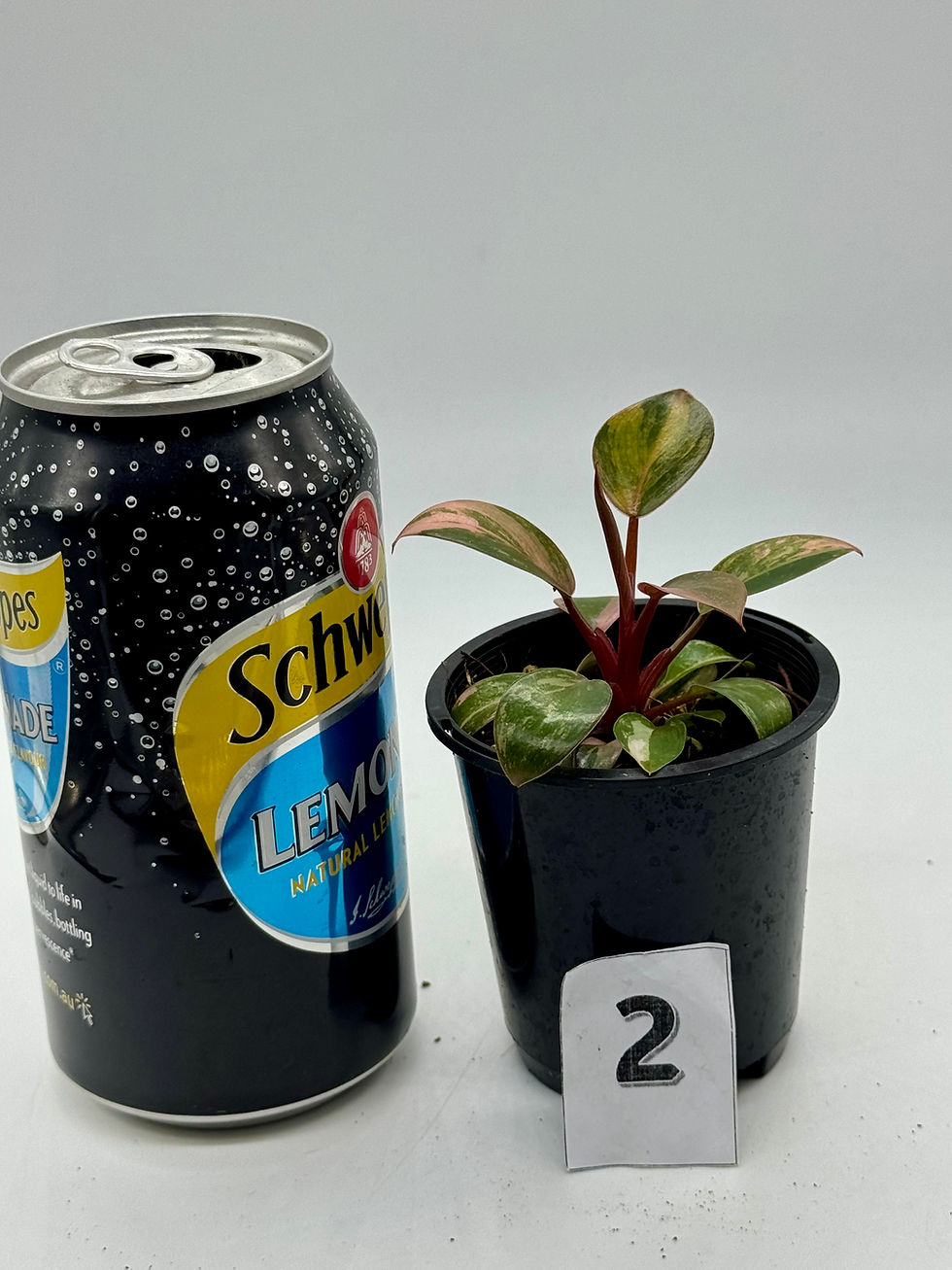 Thumbnail: Philodendron Red Congo Variegated 
