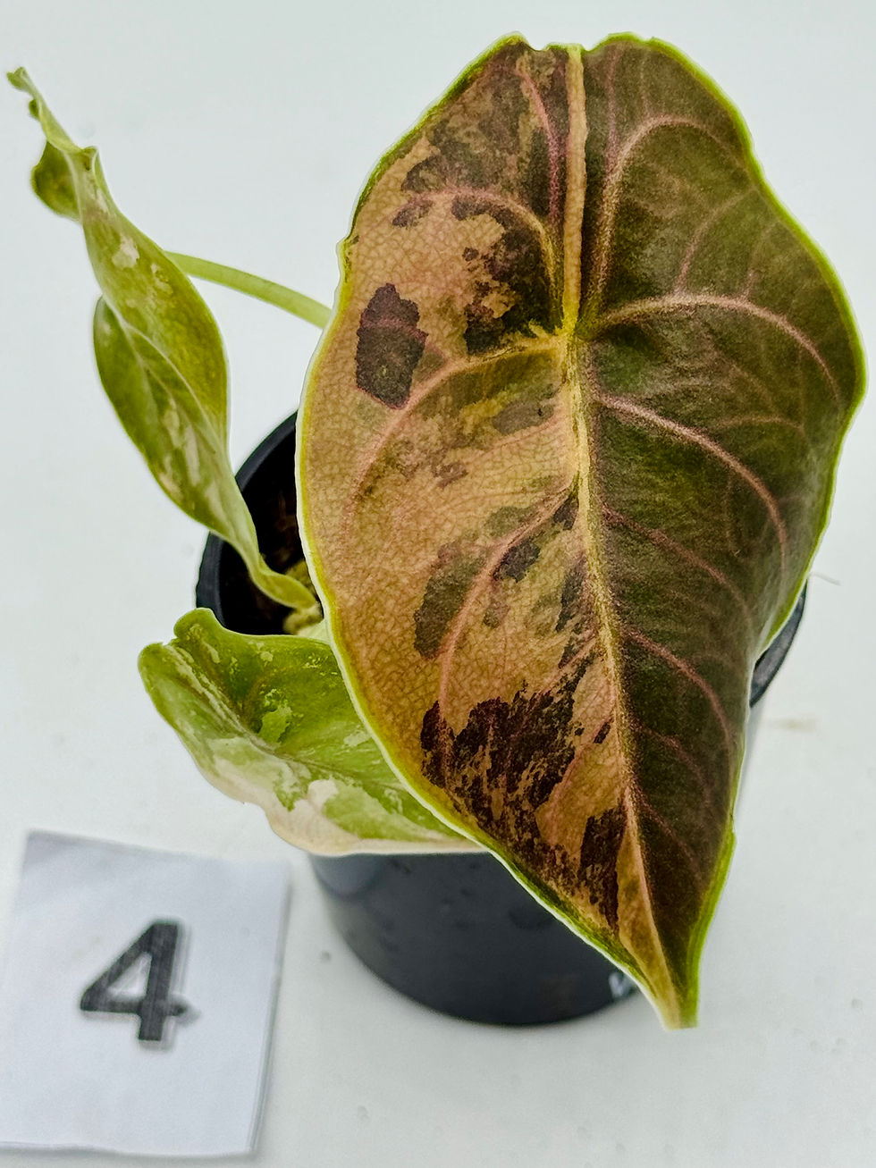 Thumbnail: Alocasia Azlanii Latte/Aurea Variegated 