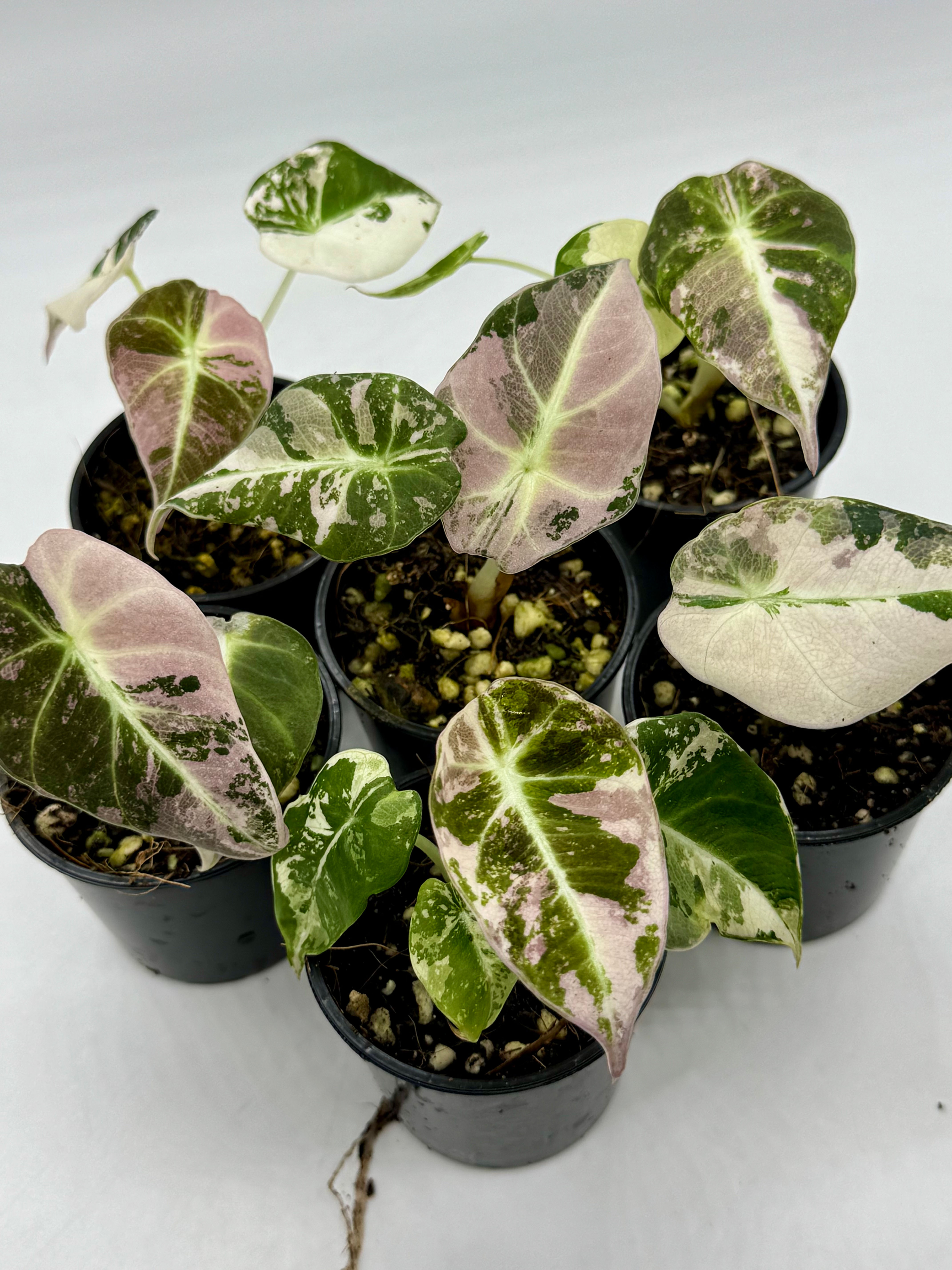 Alocasia Black Velvet Pink Variegated 