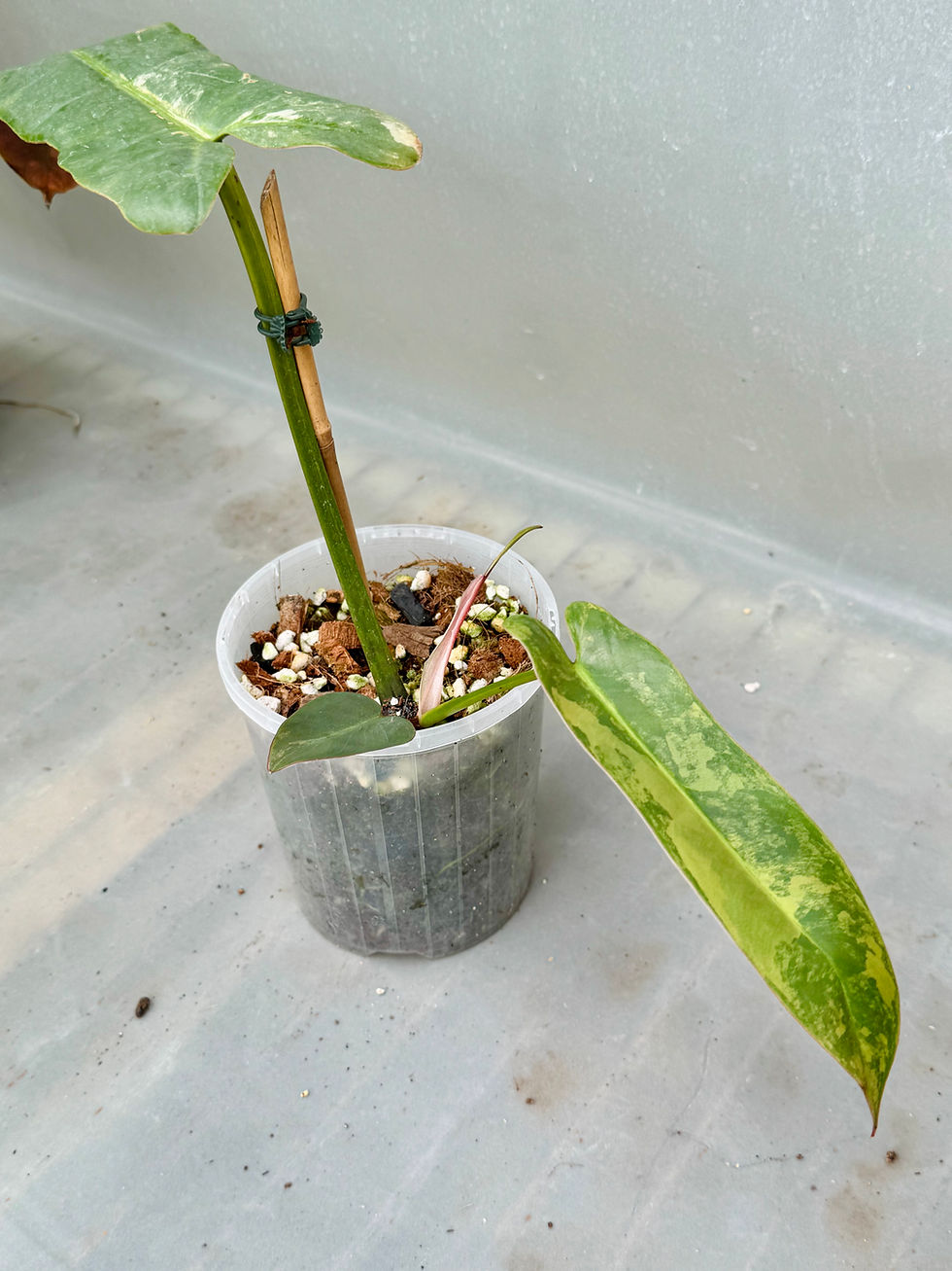 Thumbnail: Philodendron Atabapoense Pink Marble Variegated 