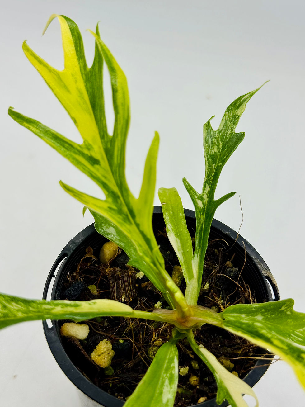 Thumbnail: Philodendron Tortum Aurea Variegated (Pure)