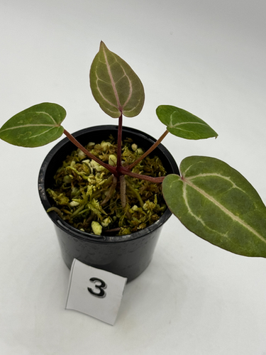 Anthurium Wonderboy x Michelle | West Plants