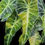 Thumbnail: Alocasia Amazonica Aurea Splash 