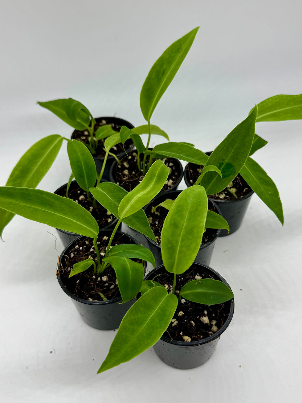 Thumbnail: Anthurium Warocqueanum Dark Form in 50mm