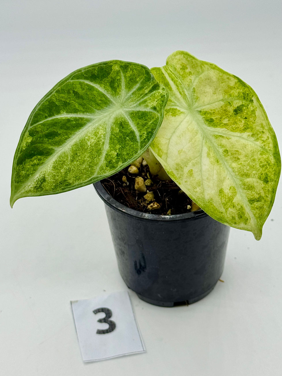 Thumbnail: Alocasia Ninja Splash Variegated 