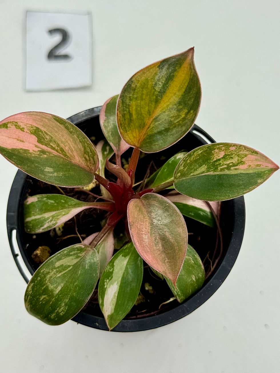 Thumbnail: Philodendron Red Congo Variegated 