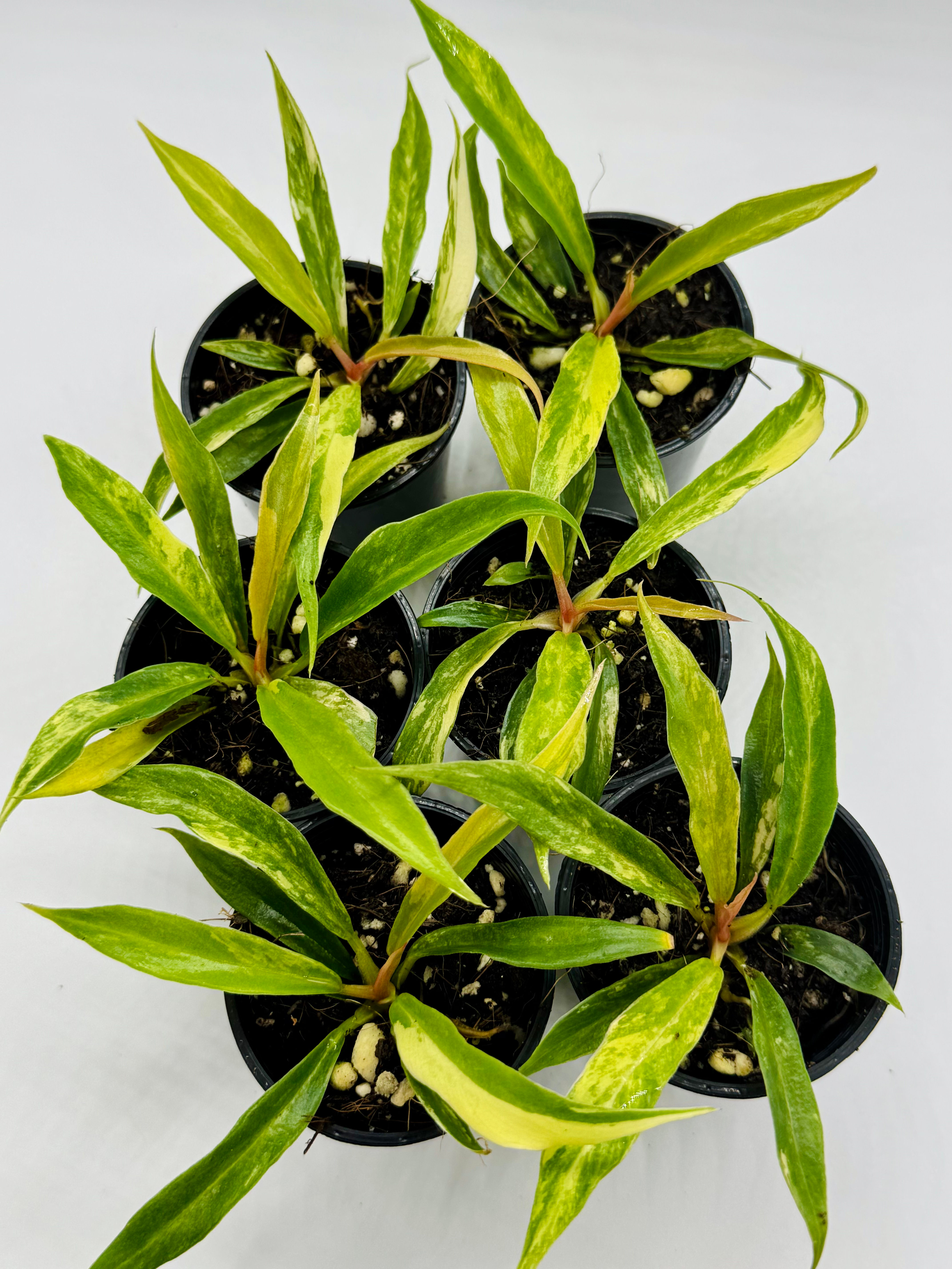 Philodendron Tortum Aurea Variegated in 50mm