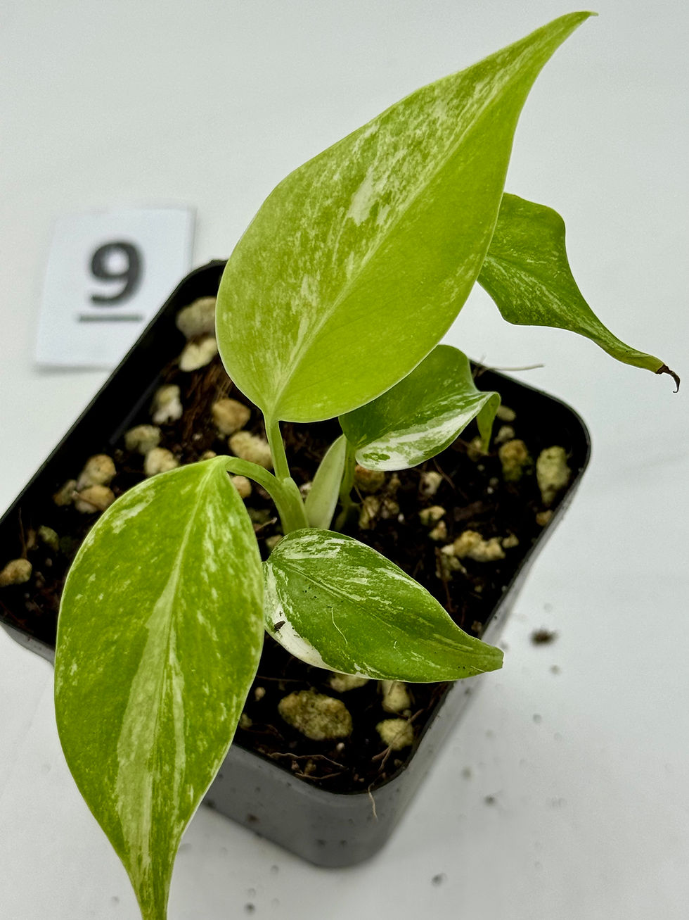 Thumbnail: Monstera Borgsigiana Albo Variegated 