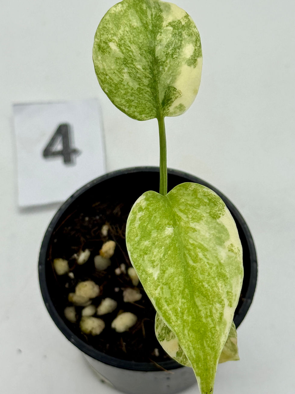 Thumbnail: Monstera Green Snow 