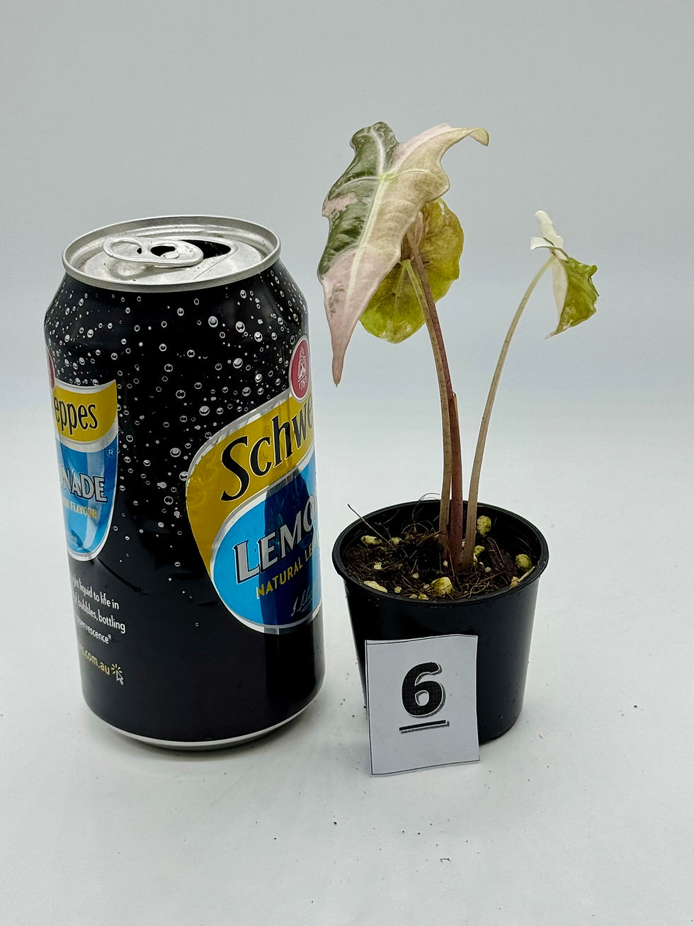 Thumbnail: Alocasia Sanderiana Nobilis Pink Variegated: