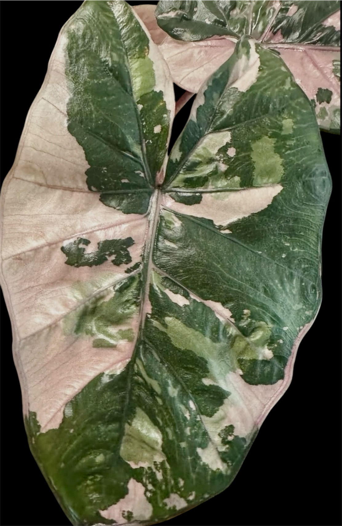 Alocasia Yucatan Princess Pink Variegated