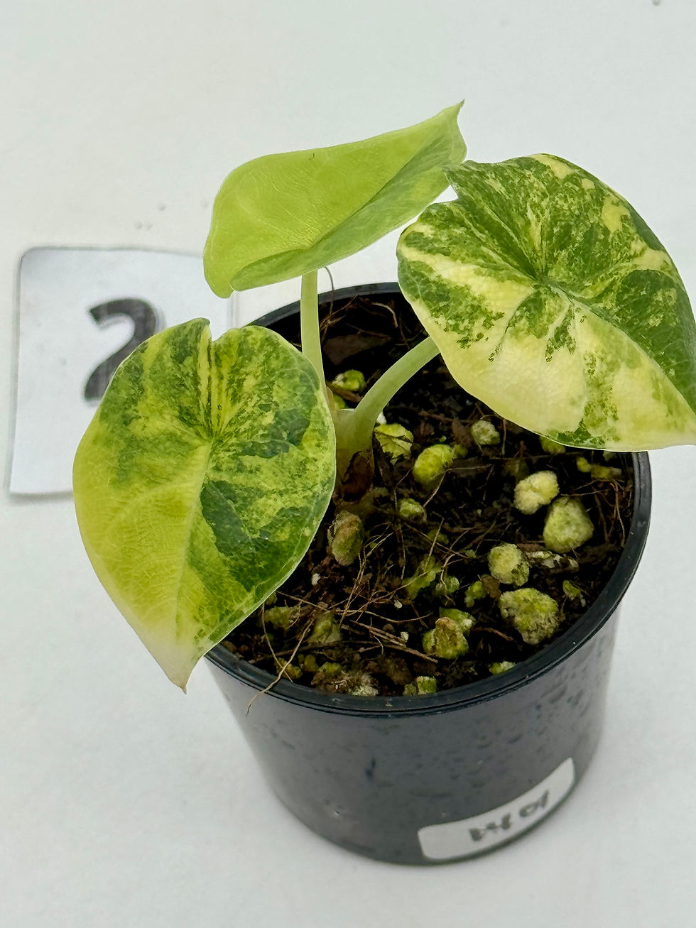 Thumbnail: Alocasia Melo Aurea Variegated 