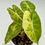 Thumbnail: Alocasia Suhirmania Aurea Variegated #1