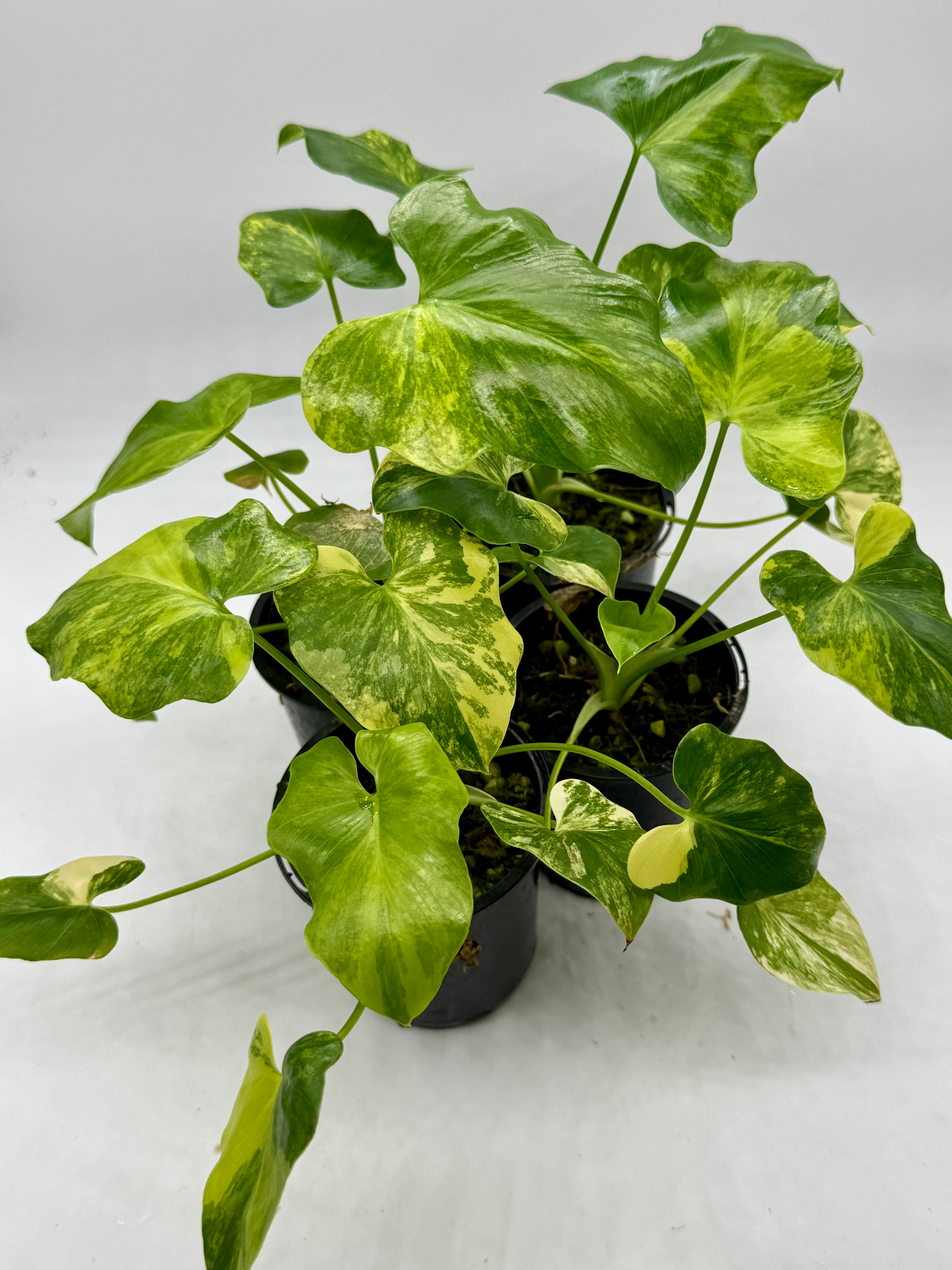 Philodendron Bipinnatifidum Variegated in 70mm