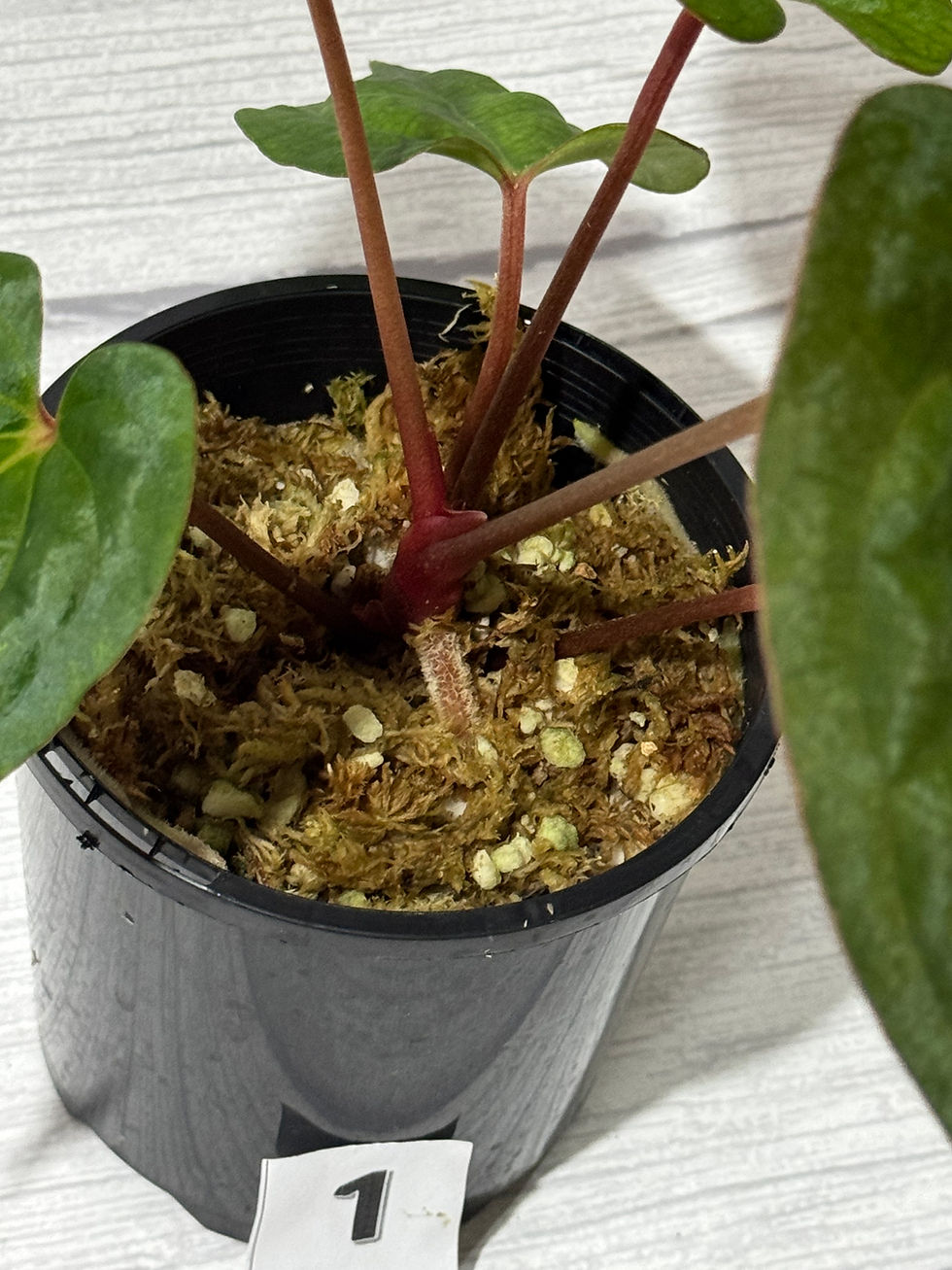 Thumbnail: Anthurium Red Dark Phoenix in 100mm 