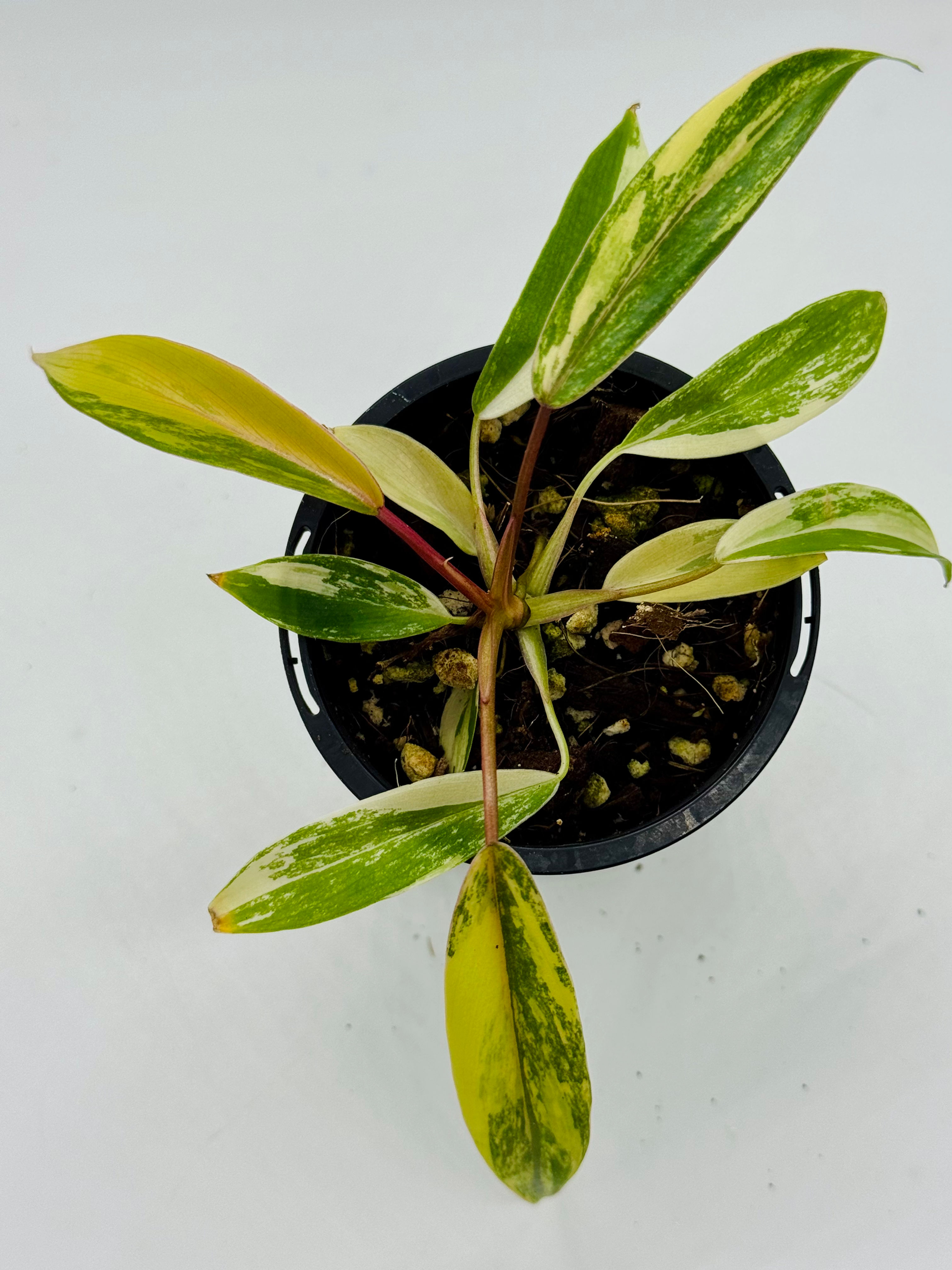 Philodendron Joepii Variegated