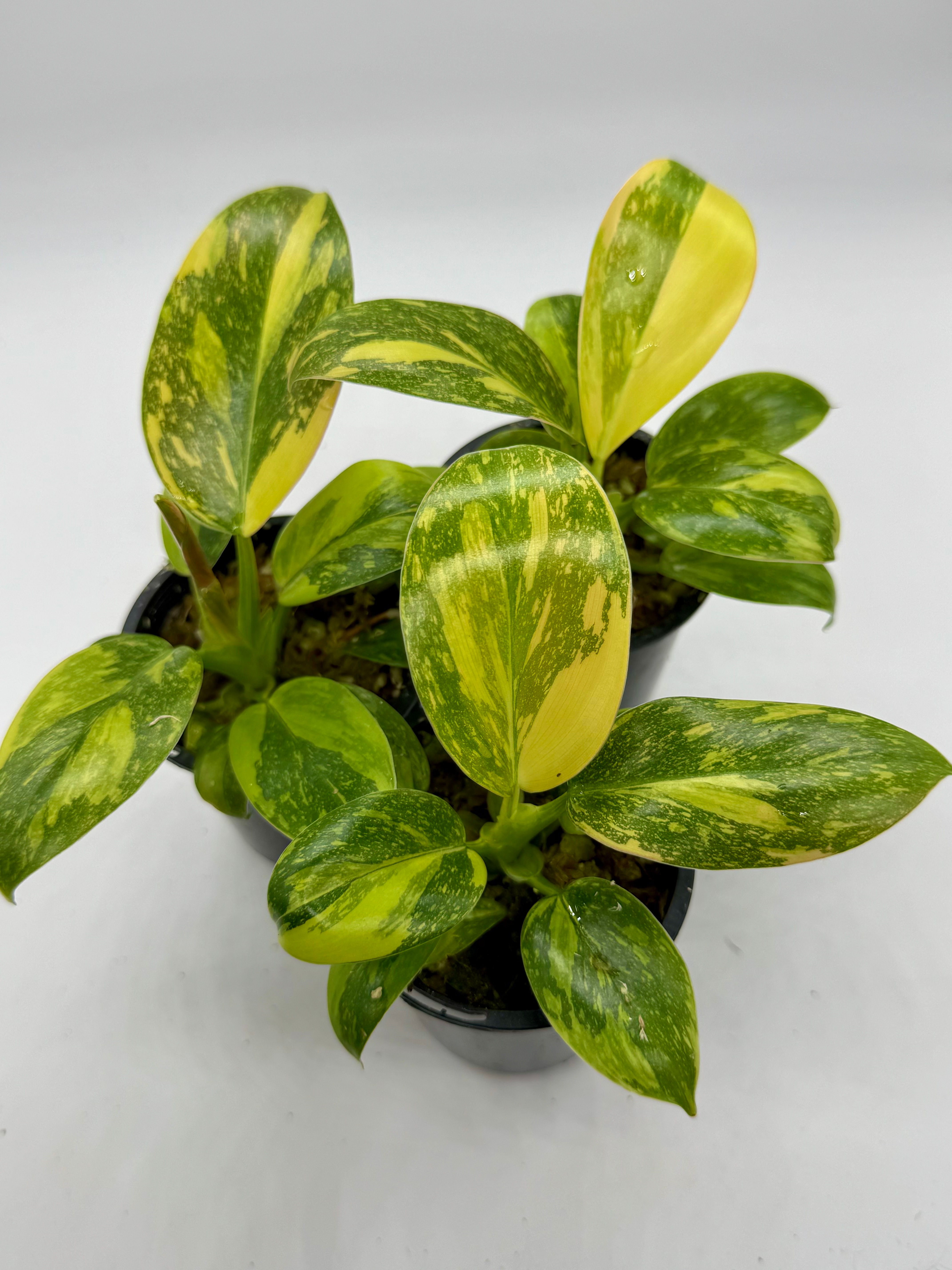 Philodendron Green Congo Nuclear Hybrid