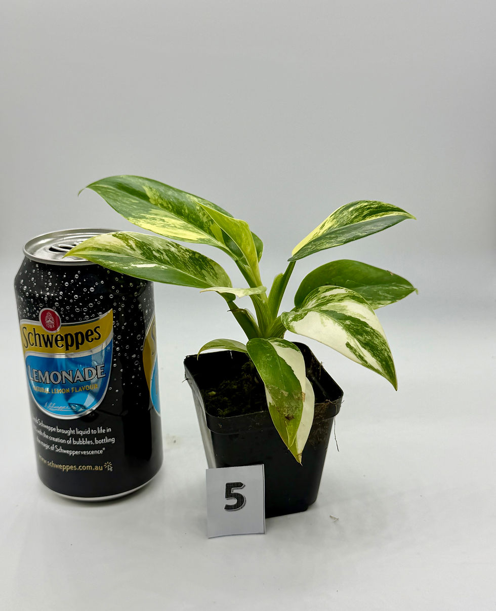 Thumbnail: Philodendron Imperial Green Variegated in 70mm