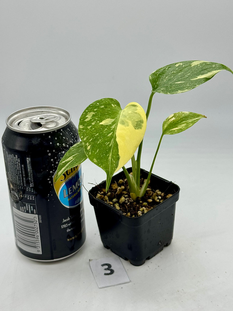 Thumbnail: Monstera Creme Brulee 