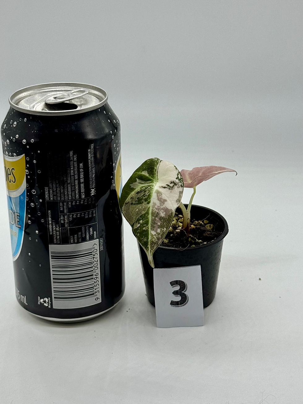 Thumbnail: Alocasia Black Velvet Pink Variegated 