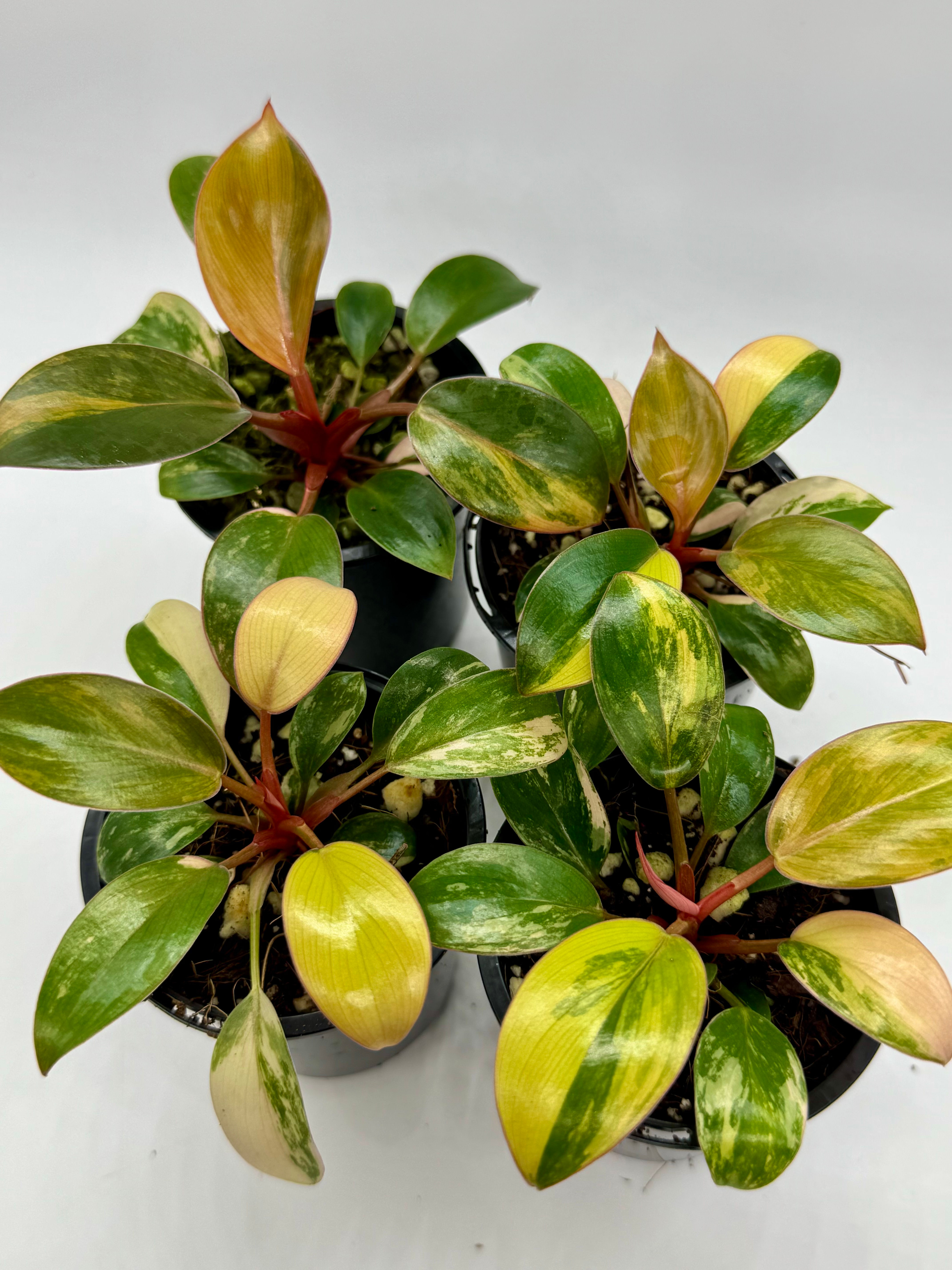 Philodendron Red Congo Variegated in 70mm