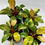 Thumbnail: Philodendron Red Congo Variegated in 70mm