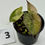Thumbnail: Alocasia Yucatan Princess Variegated in 50mm