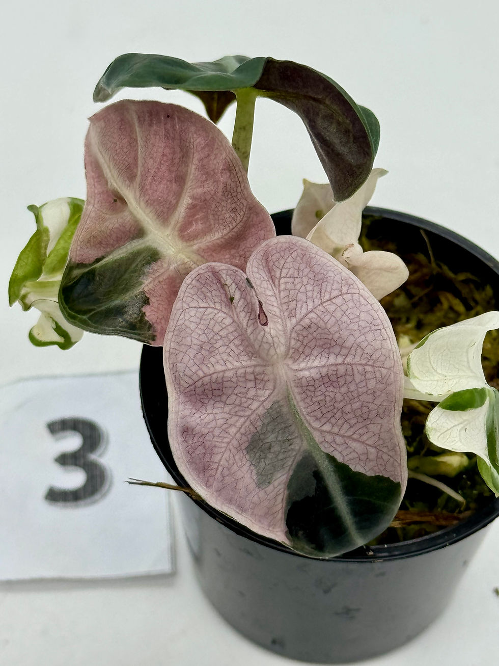 Thumbnail: Alocasia Heart Balloon Pink Variegated 💕